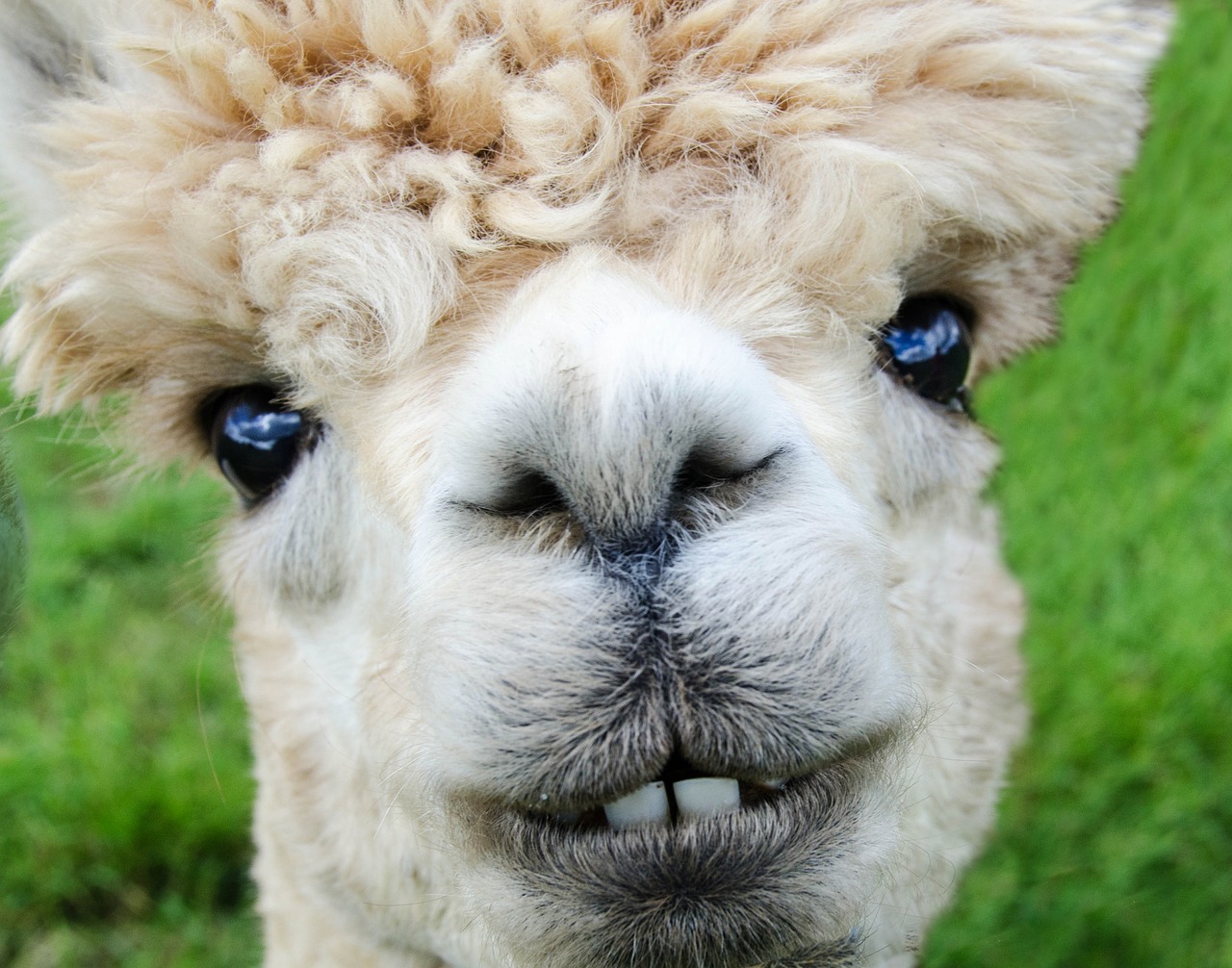 Alpaca